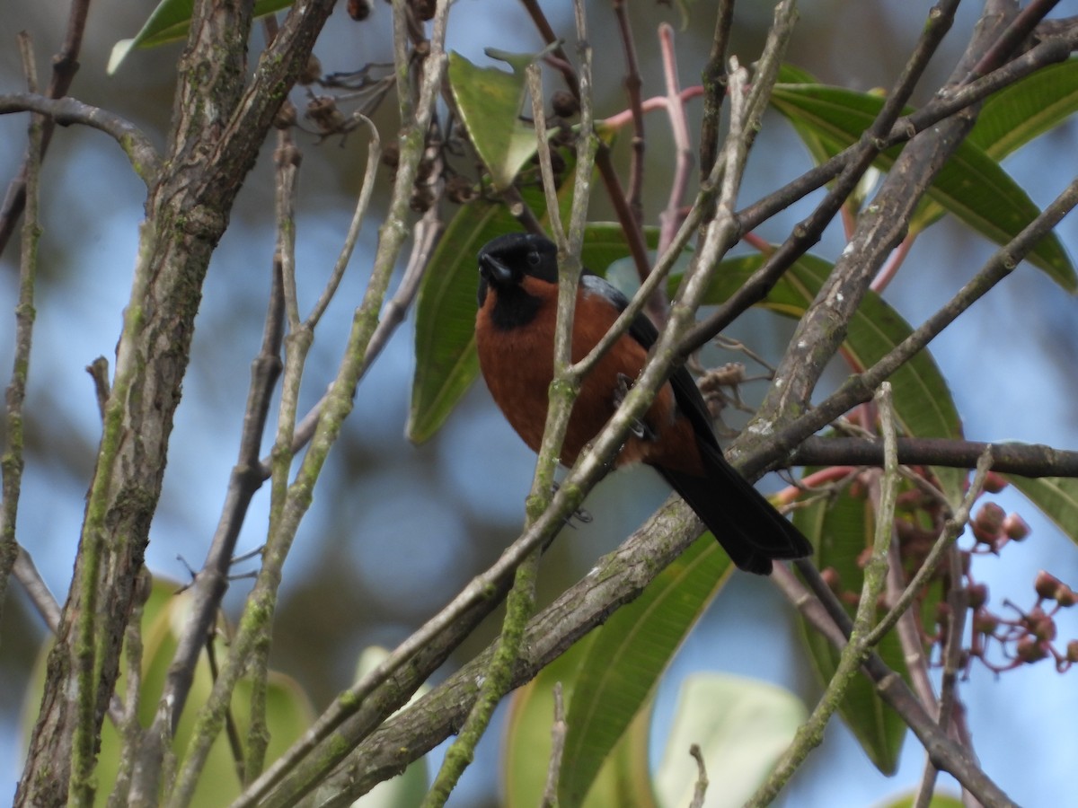 Black-throated Flowerpiercer - ML619707751