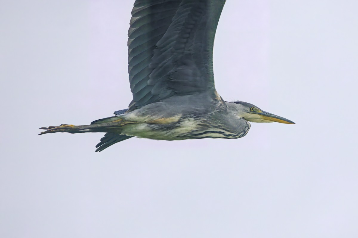 Gray Heron - ML619707765