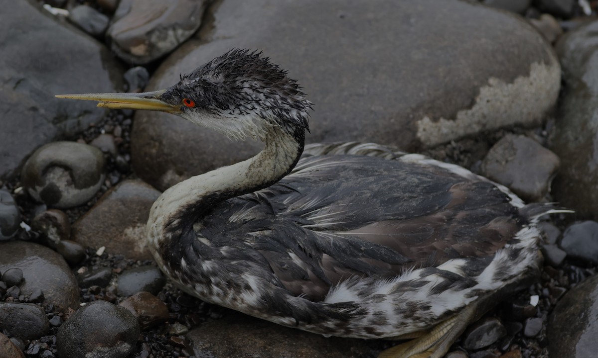 Western Grebe - ML619707775