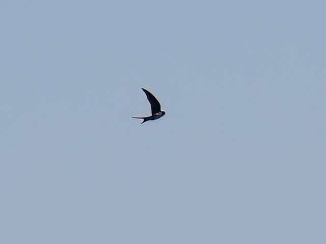 Golondrina Purpúrea - ML619707799