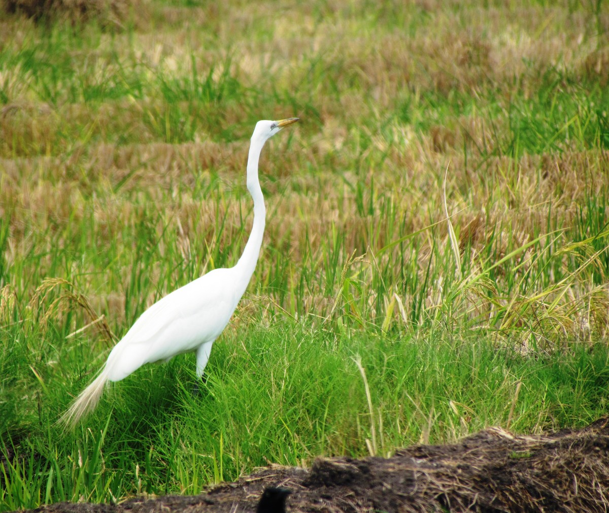 Great Egret - ML619707819