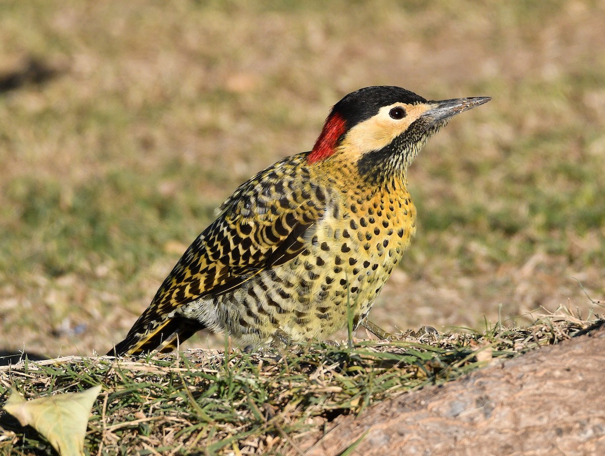 Green-barred Woodpecker - ML619707833