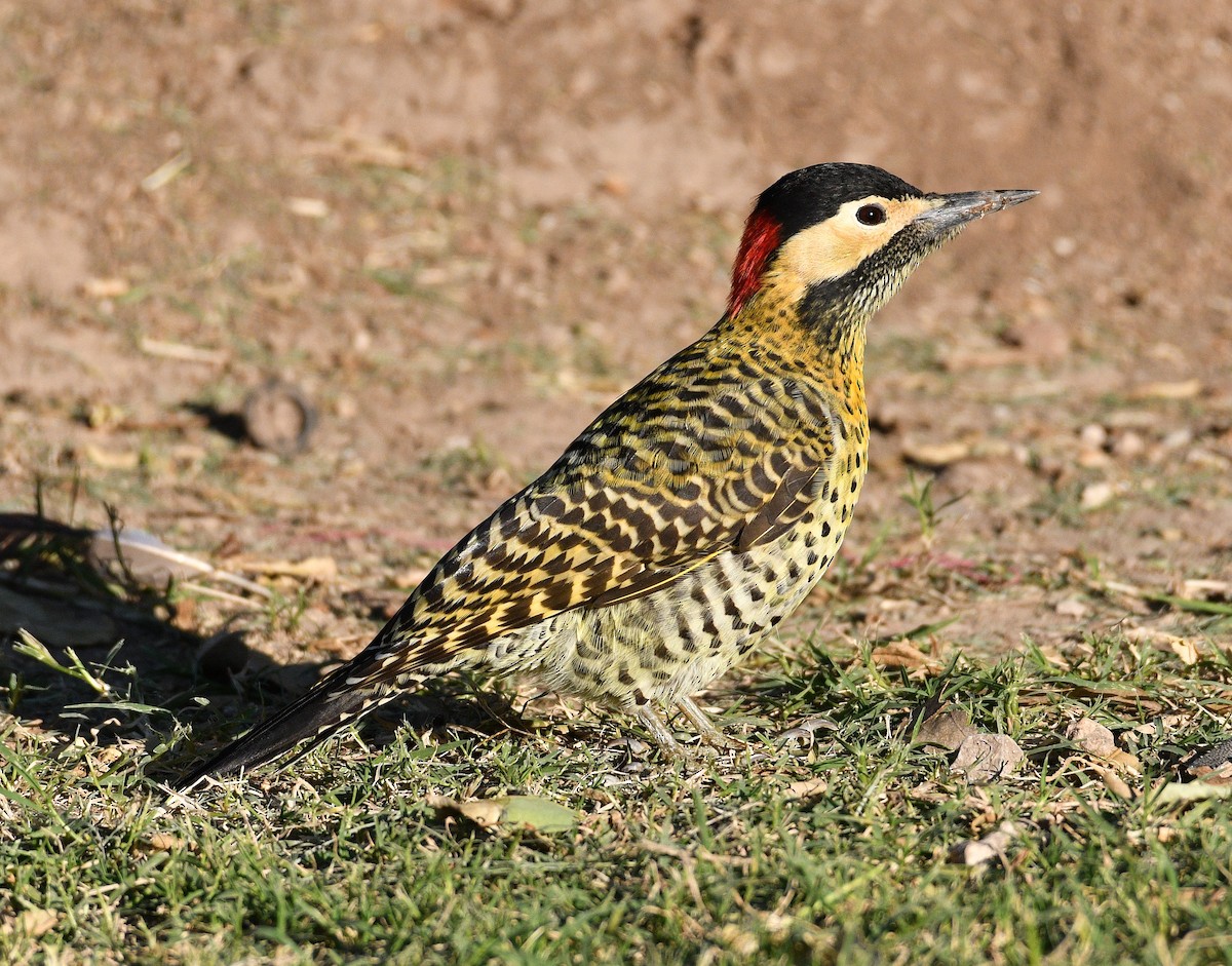 Green-barred Woodpecker - Jacob Abel