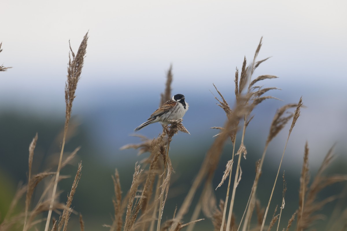 Reed Bunting - Gareth Bowes