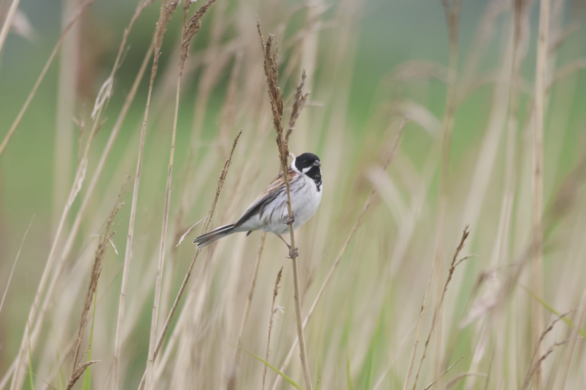 Reed Bunting - ML619707838