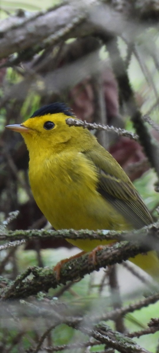 Wilson's Warbler - ML619707843