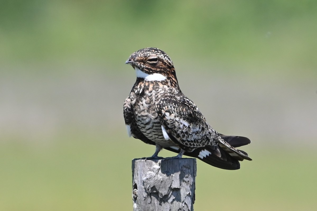 Common Nighthawk - ML619707844