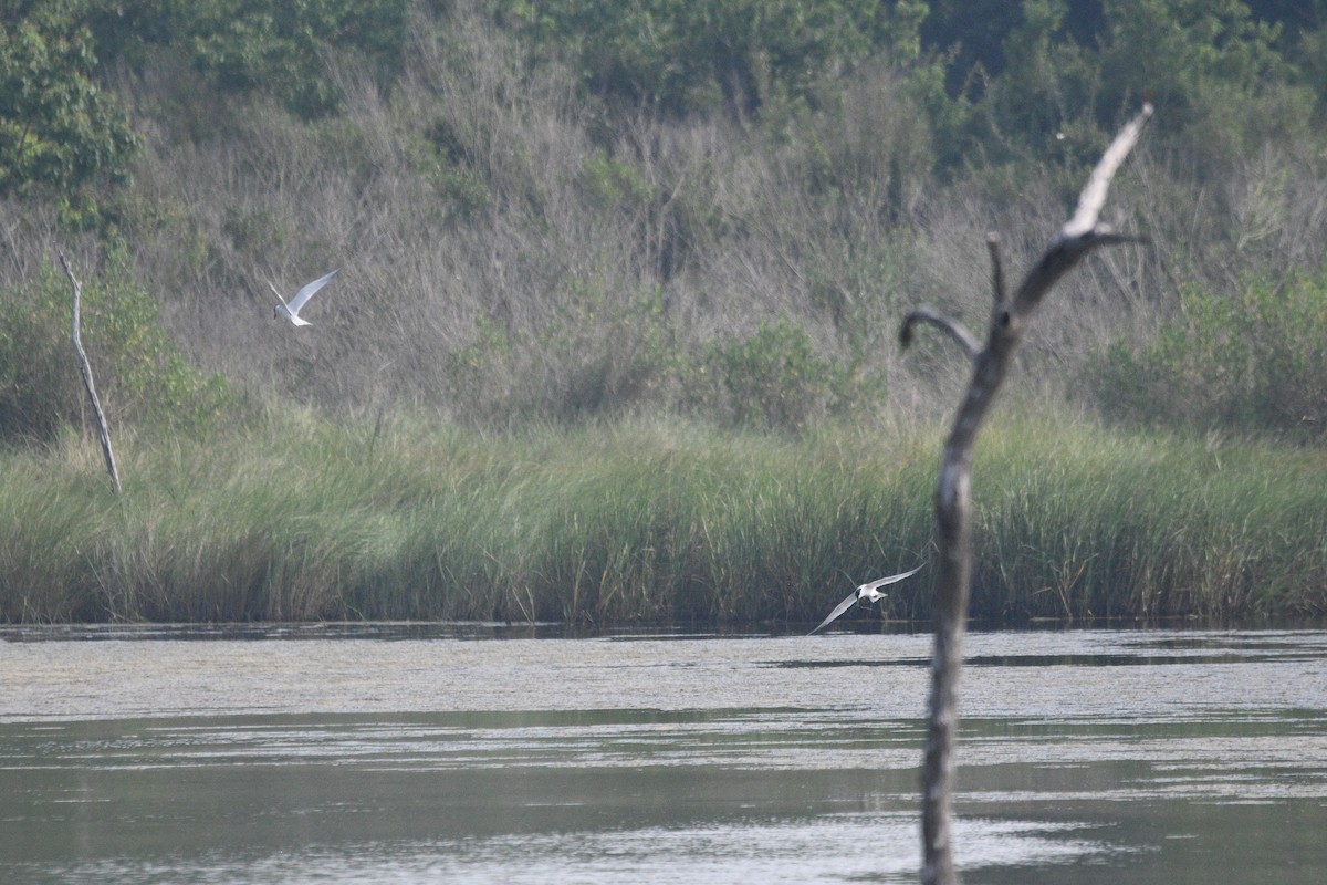 Gull-billed Tern - ML619707857