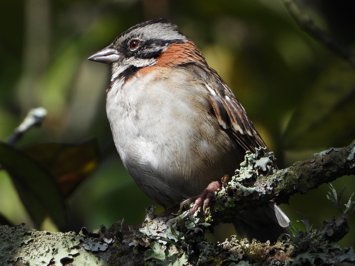 Rufous-collared Sparrow - ML619707867