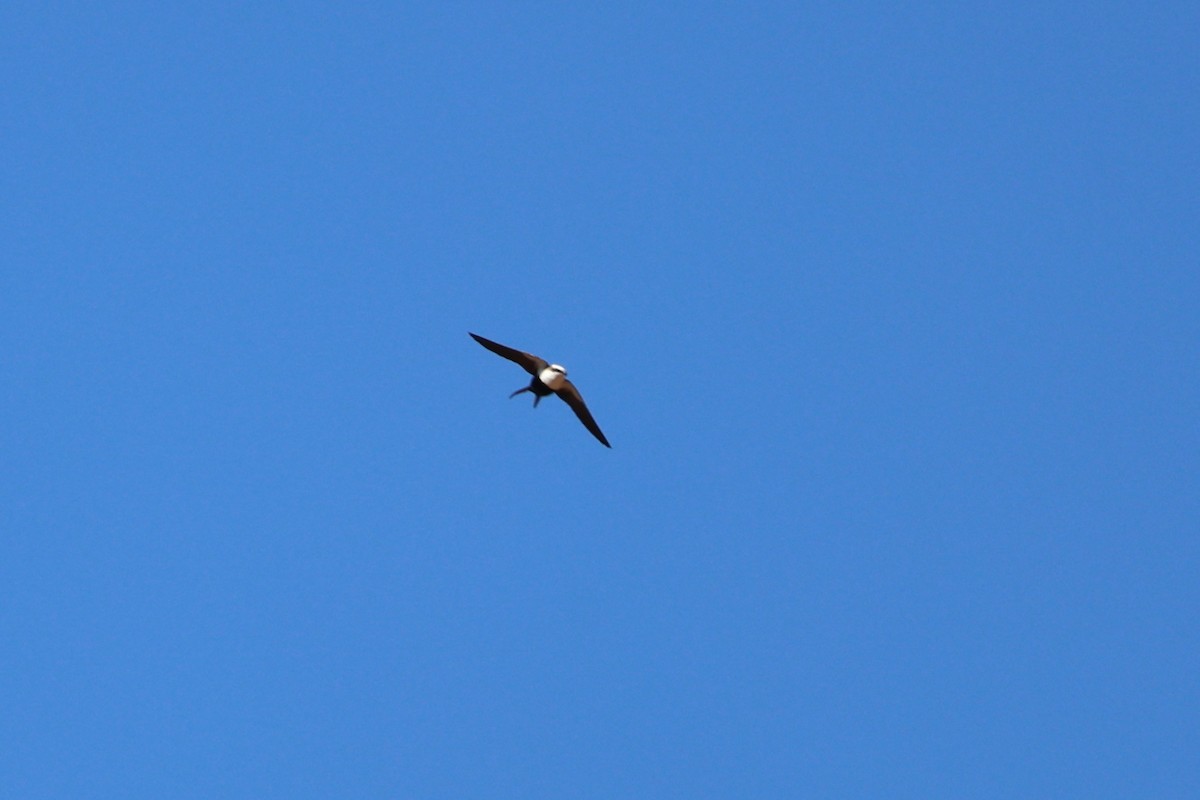 White-backed Swallow - ML619707888