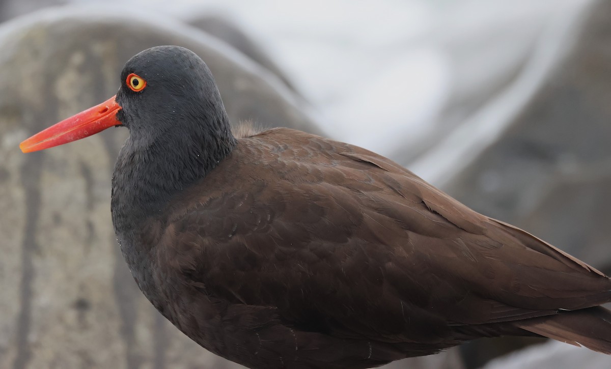 Black Oystercatcher - ML619707908