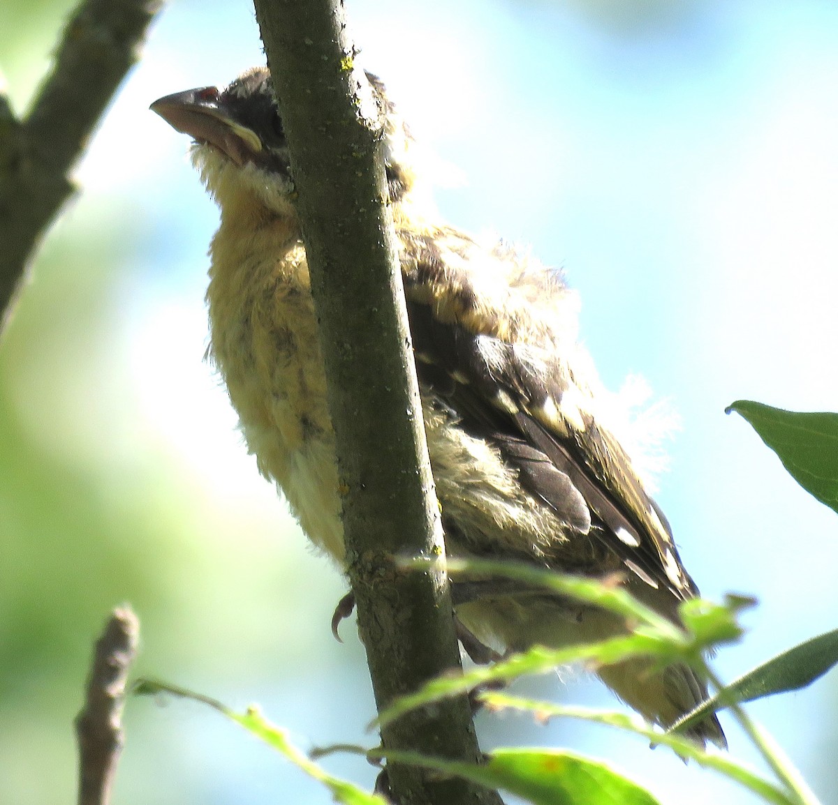 Black-headed Grosbeak - ML619707917