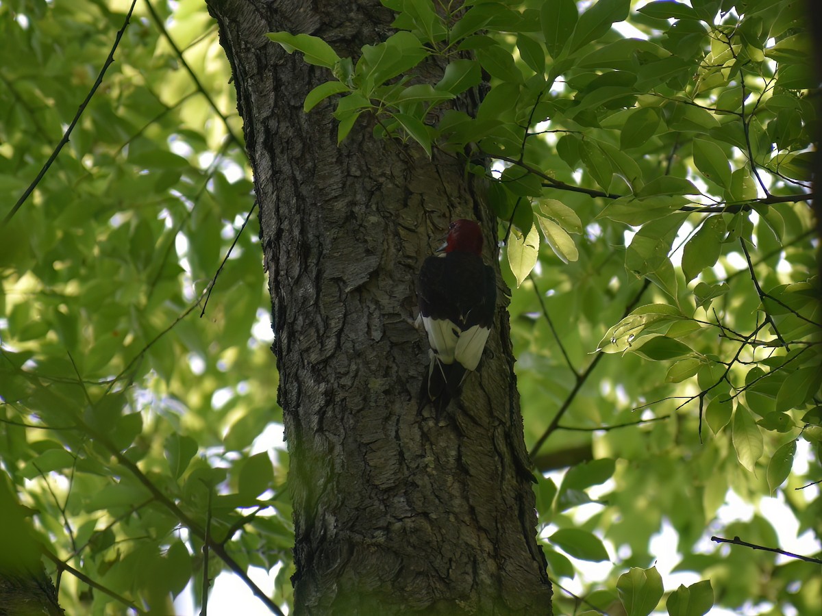 Red-headed Woodpecker - ML619707927