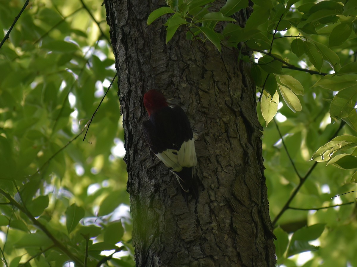 Red-headed Woodpecker - ML619707930