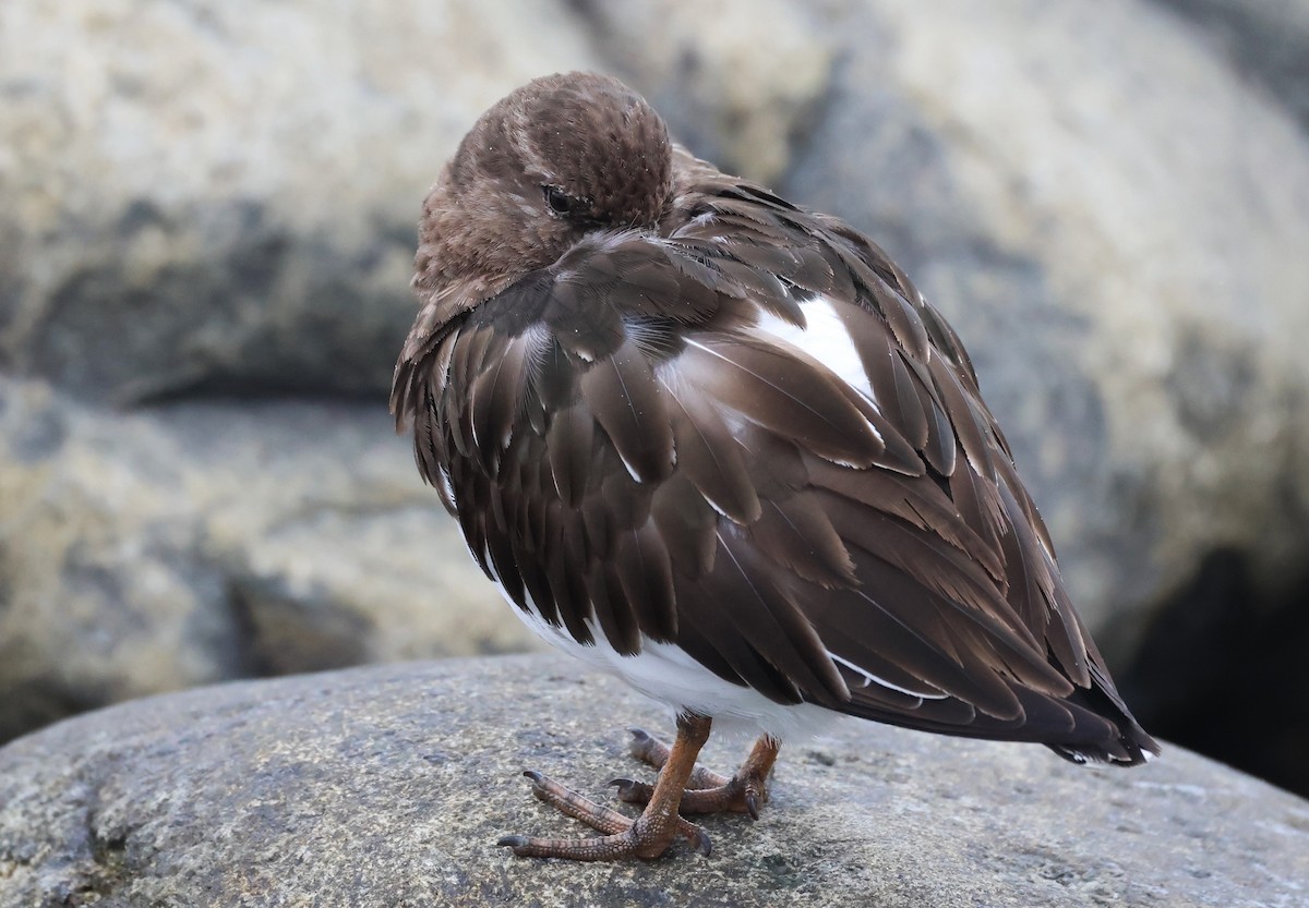 Black Turnstone - ML619707935