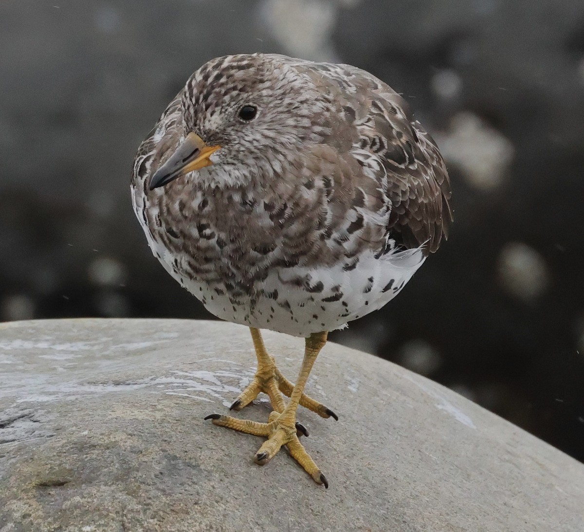 Surfbird - ML619707956