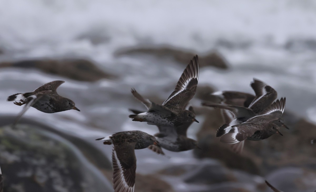 Surfbird - ML619707957