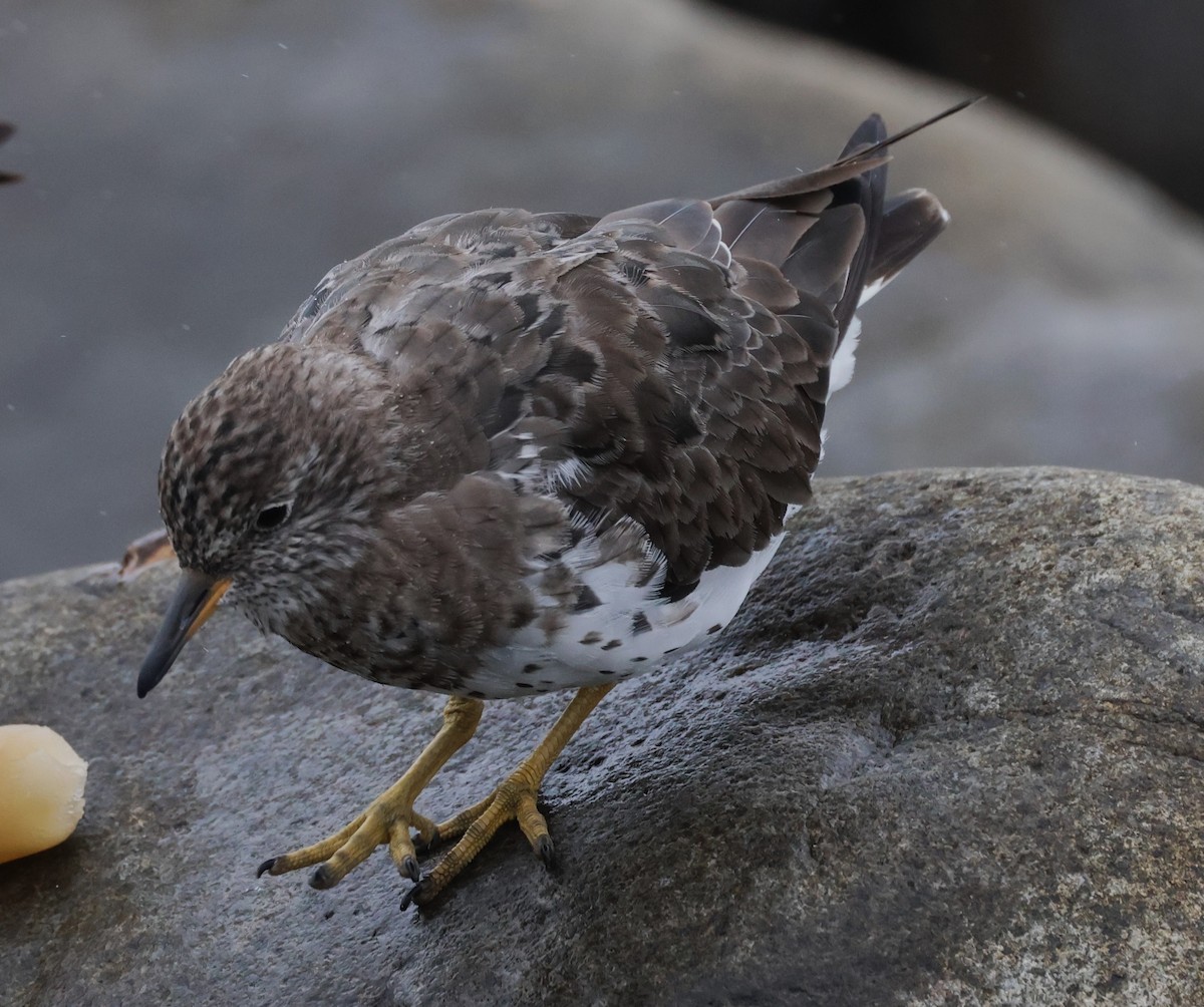 Surfbird - ML619707959