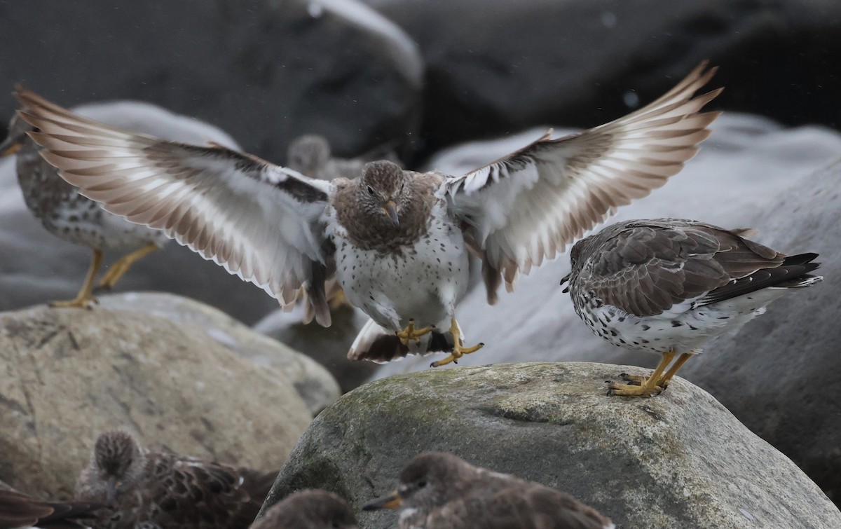 Surfbird - ML619707960