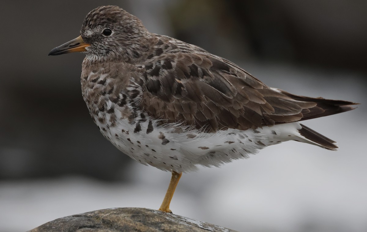 Surfbird - ML619707966