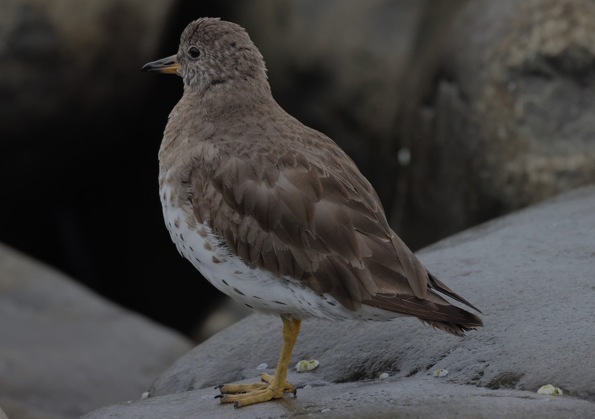 Surfbird - ML619707968