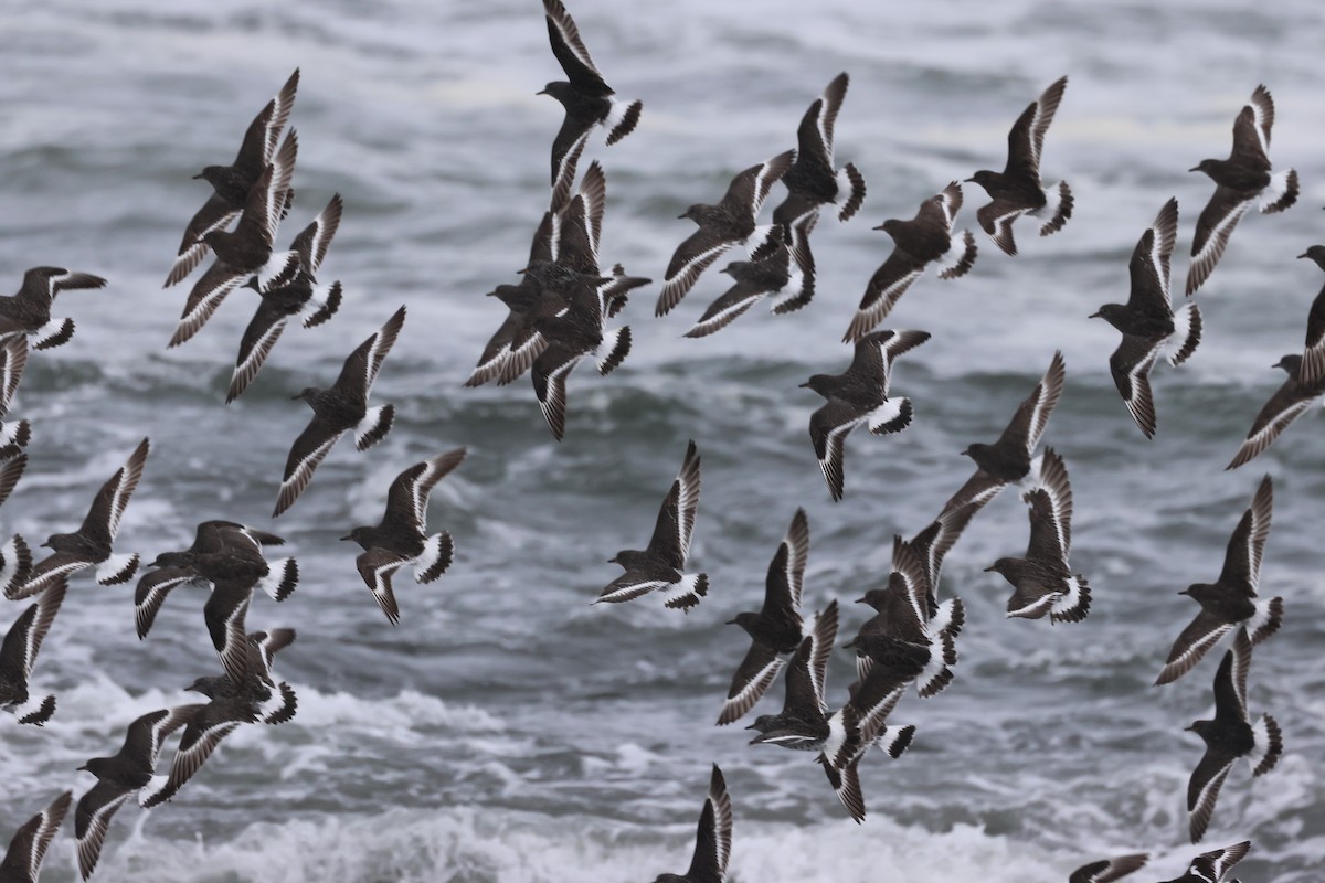 Surfbird - ML619707969