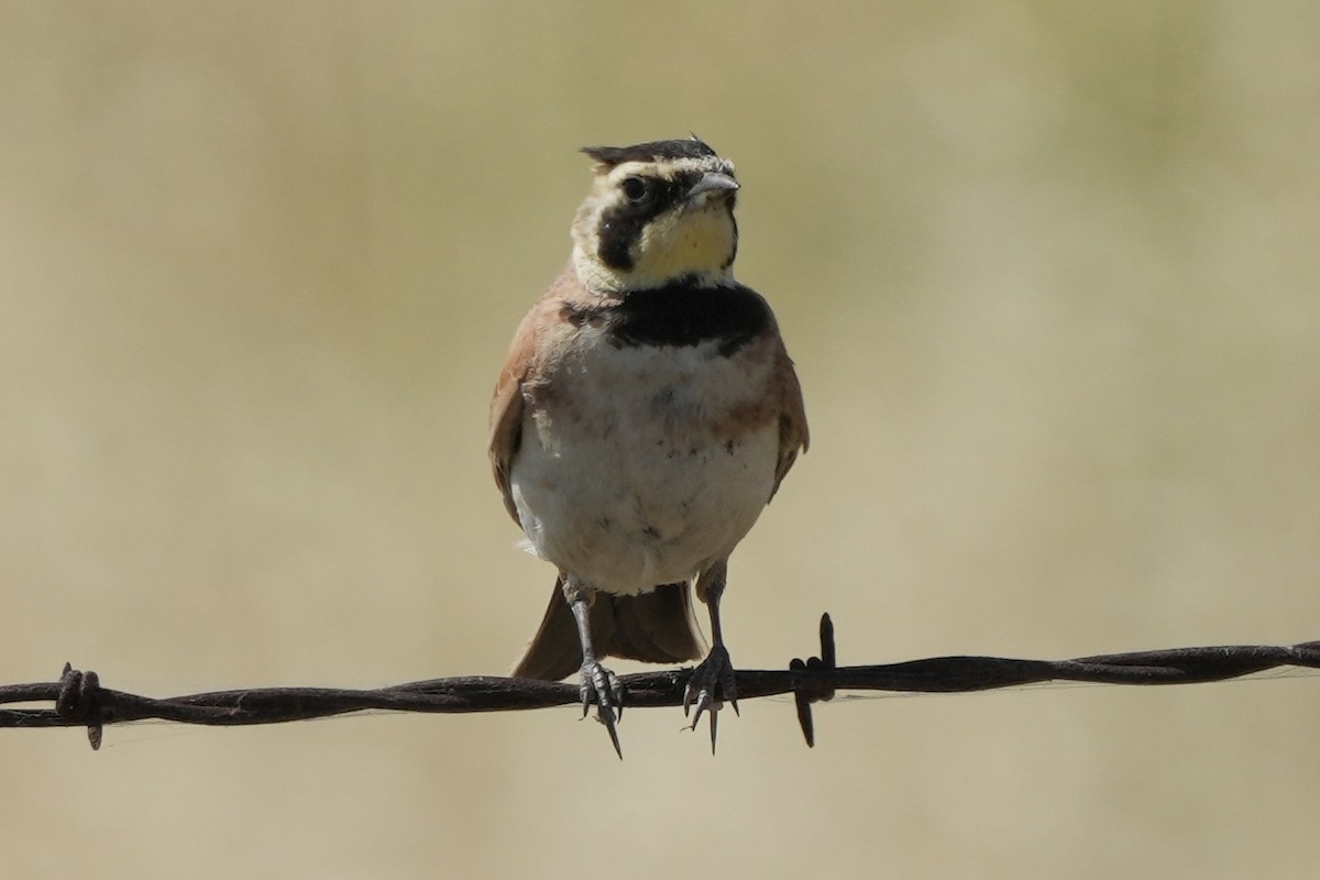 Horned Lark - ML619707998