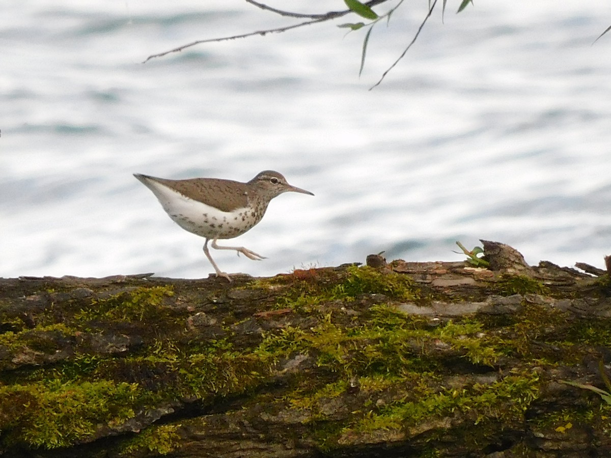 Spotted Sandpiper - ML619708007