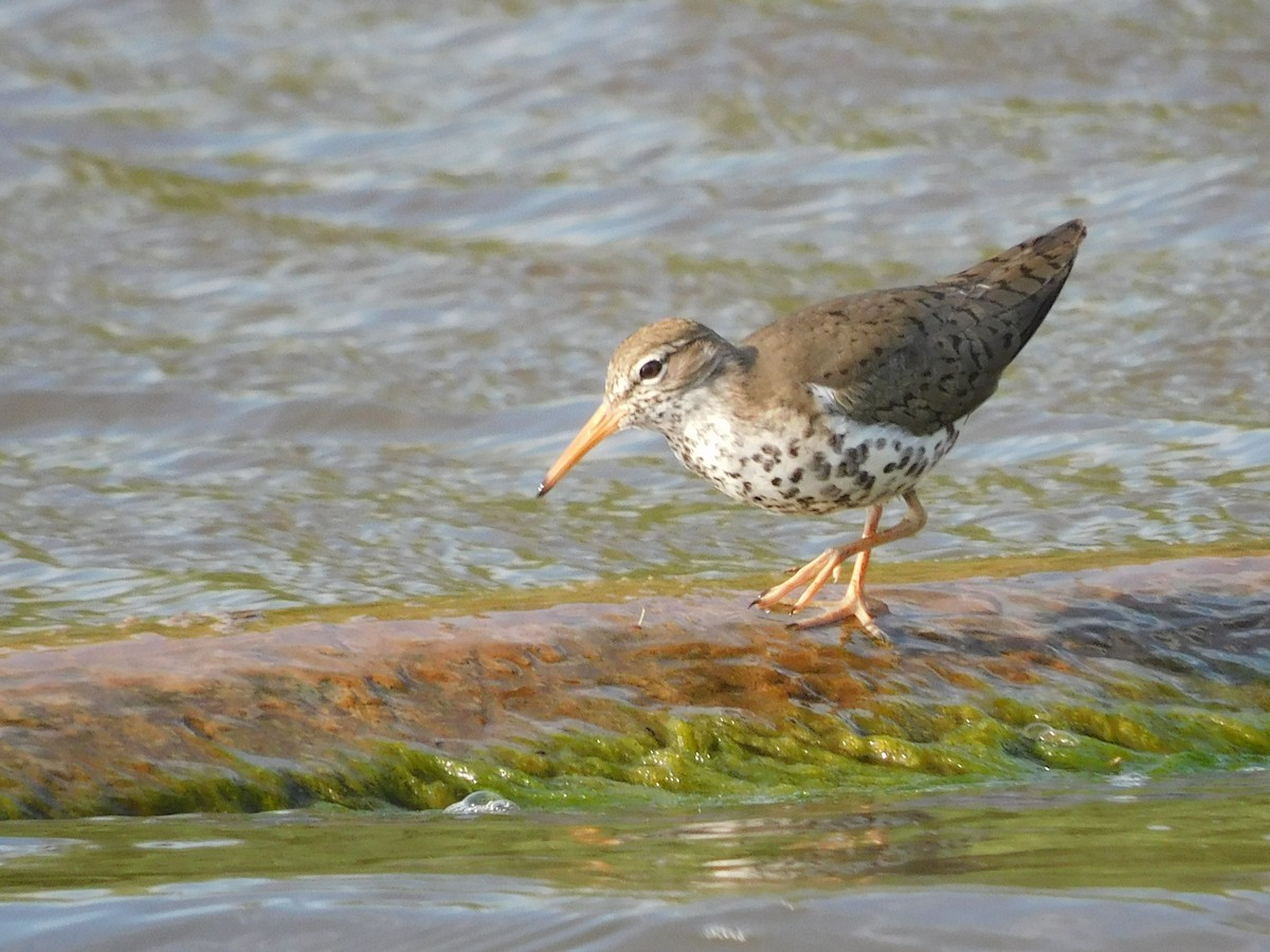 Spotted Sandpiper - Charles Chu