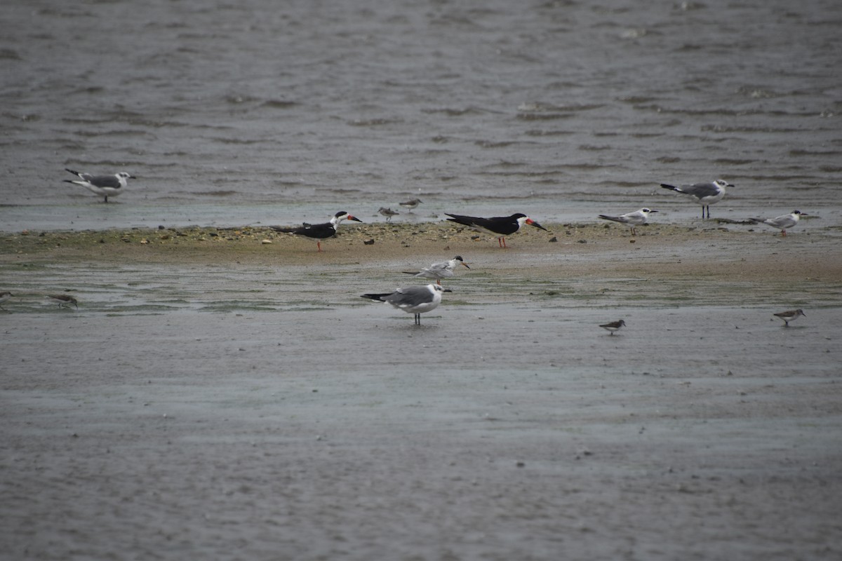 Black Skimmer - ML619708043