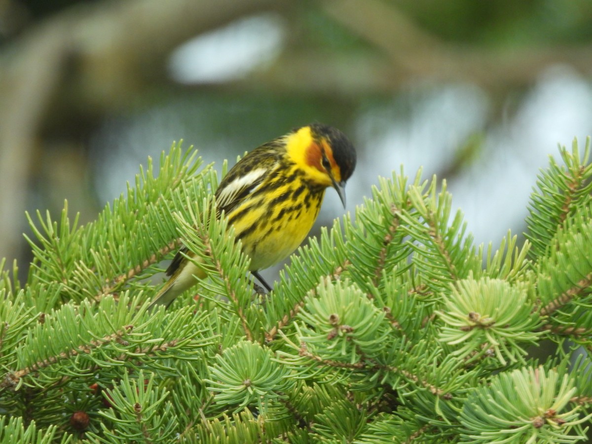 Cape May Warbler - ML619708094