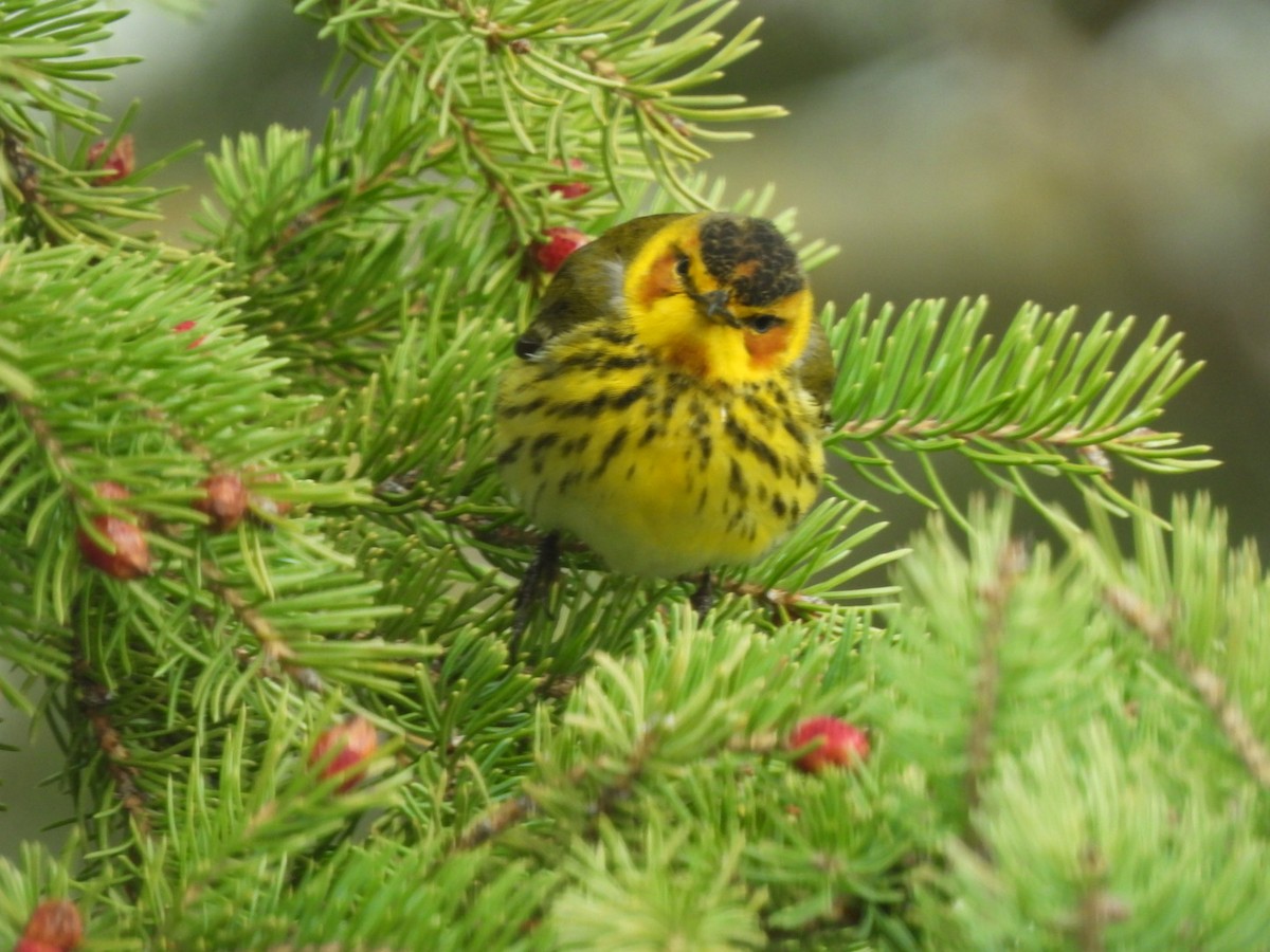 Cape May Warbler - ML619708095