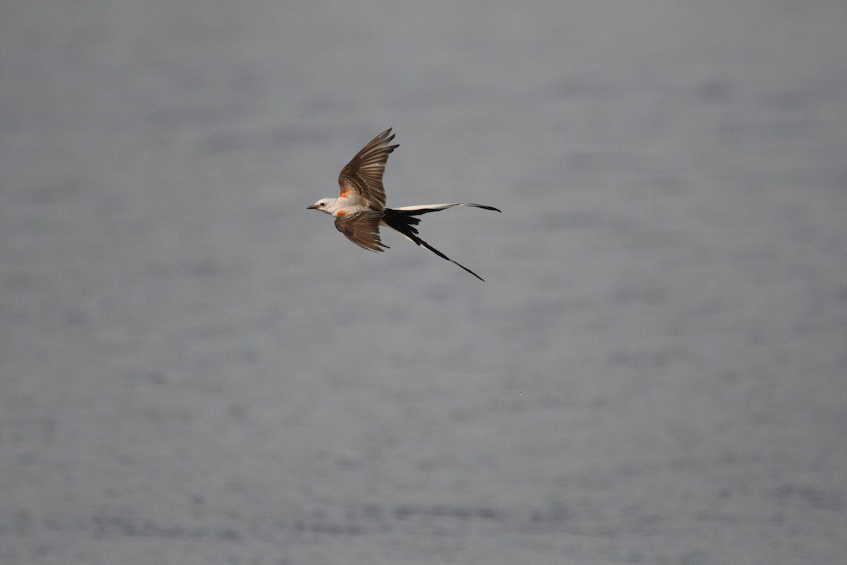 Scissor-tailed Flycatcher - ML619708099