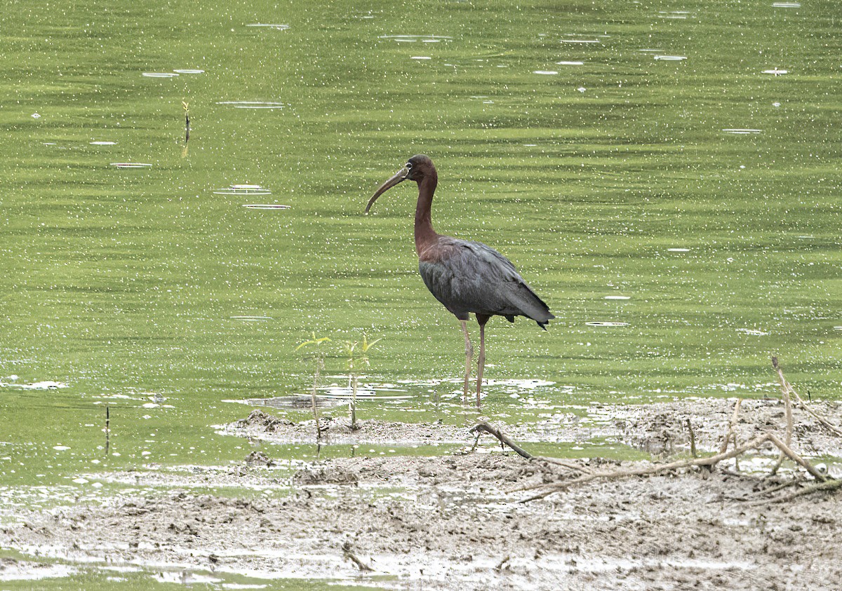 ibis hnědý - ML619708103