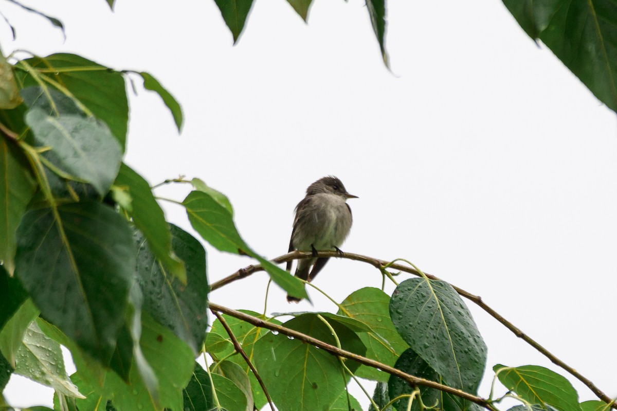 Western Wood-Pewee - ML619708119