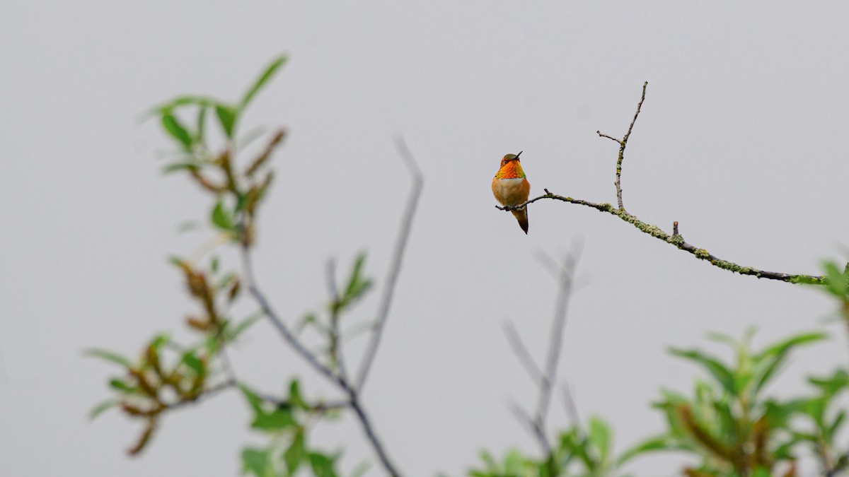 Rufous Hummingbird - ML619708135