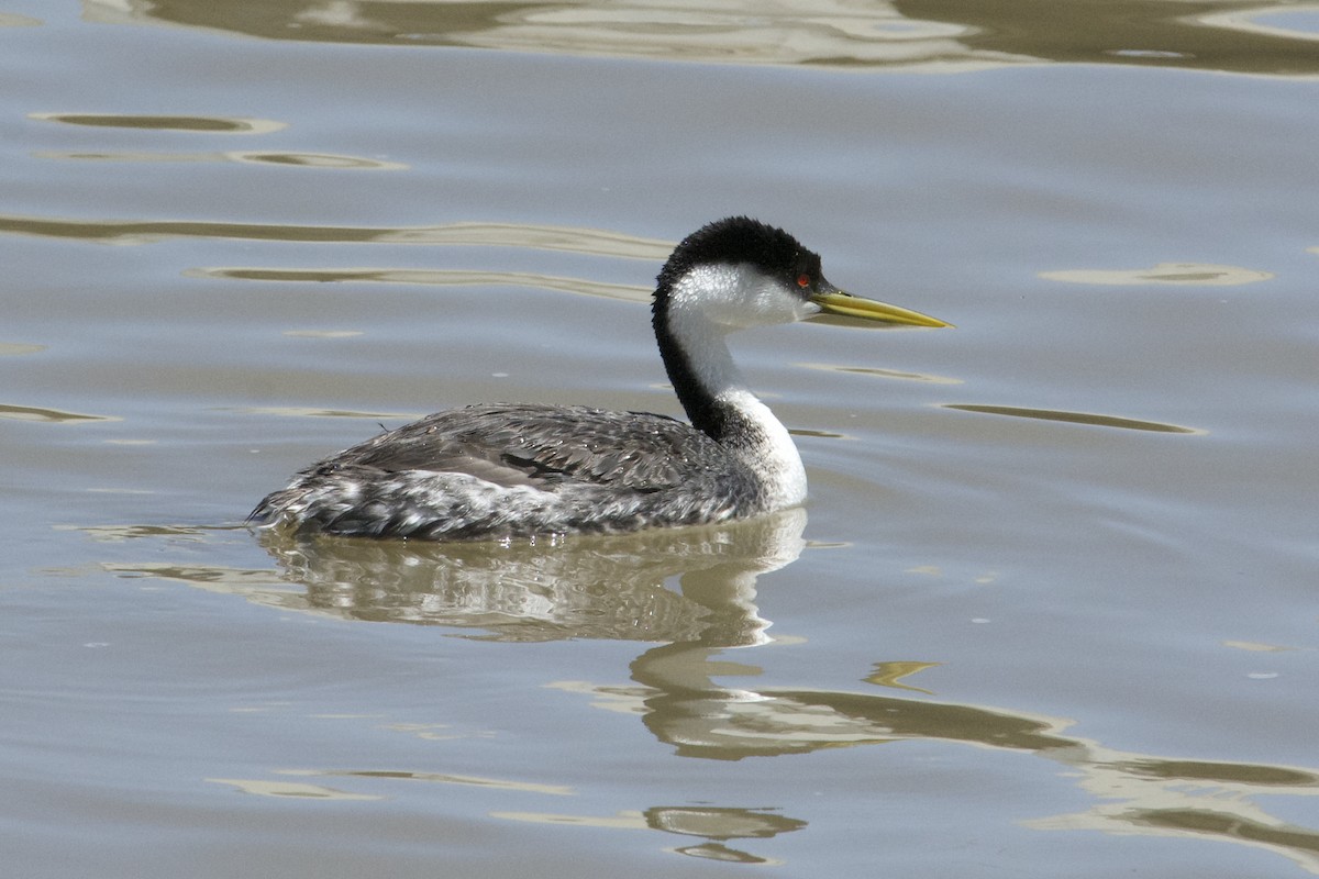 Western Grebe - ML619708163