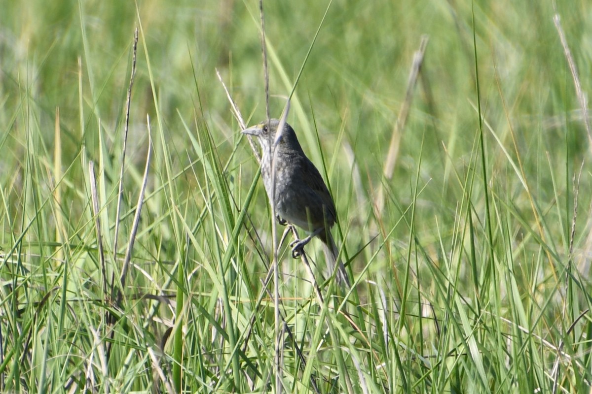 Seaside Sparrow - Jen Cookus