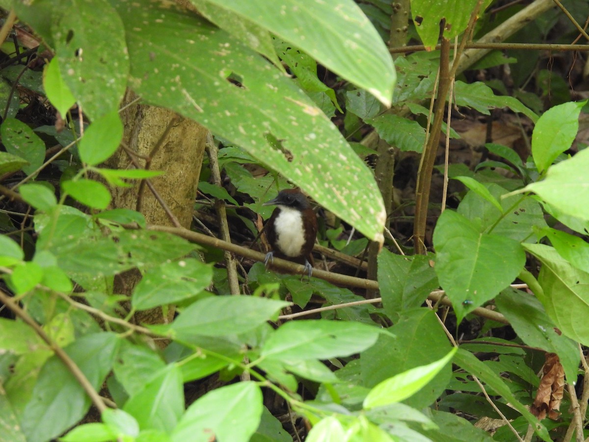 White-bellied Antbird - ML619708170