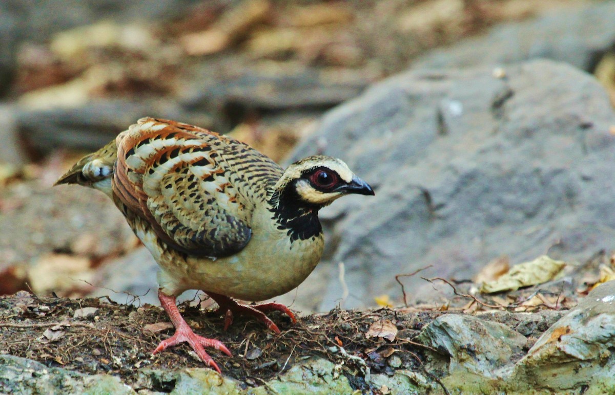 Bar-backed Partridge - ML619708172