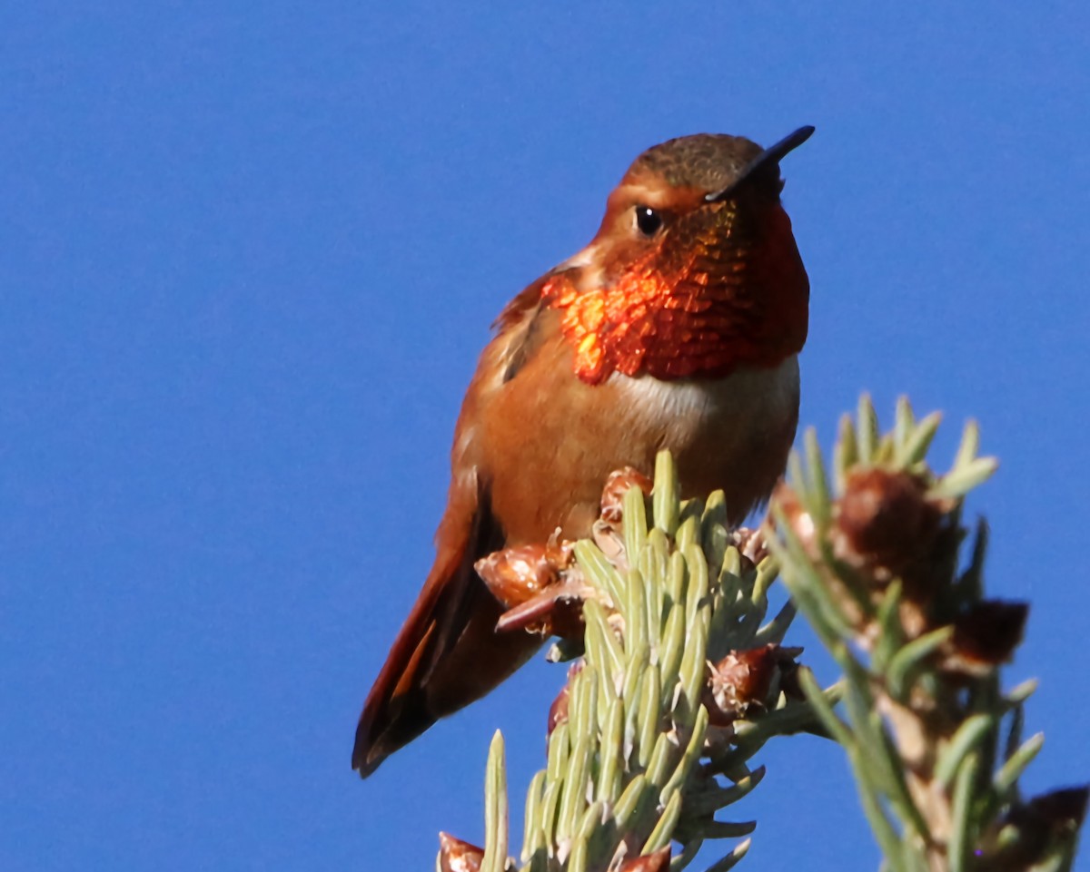 Rufous Hummingbird - ML619708183