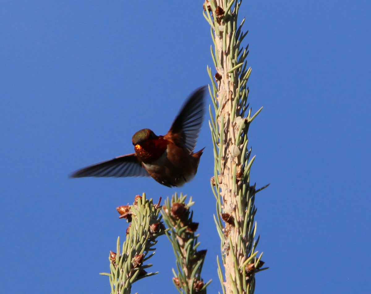Rufous Hummingbird - ML619708184