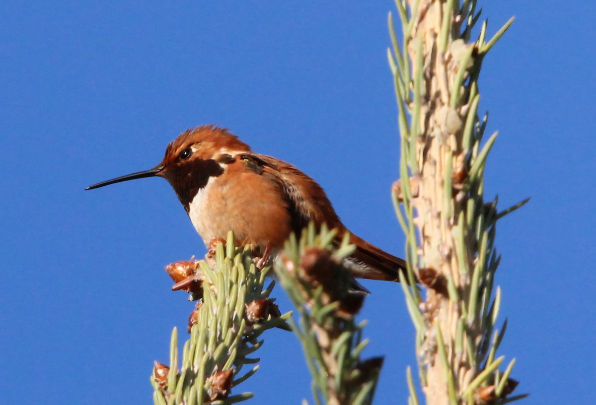 Rufous Hummingbird - ML619708185