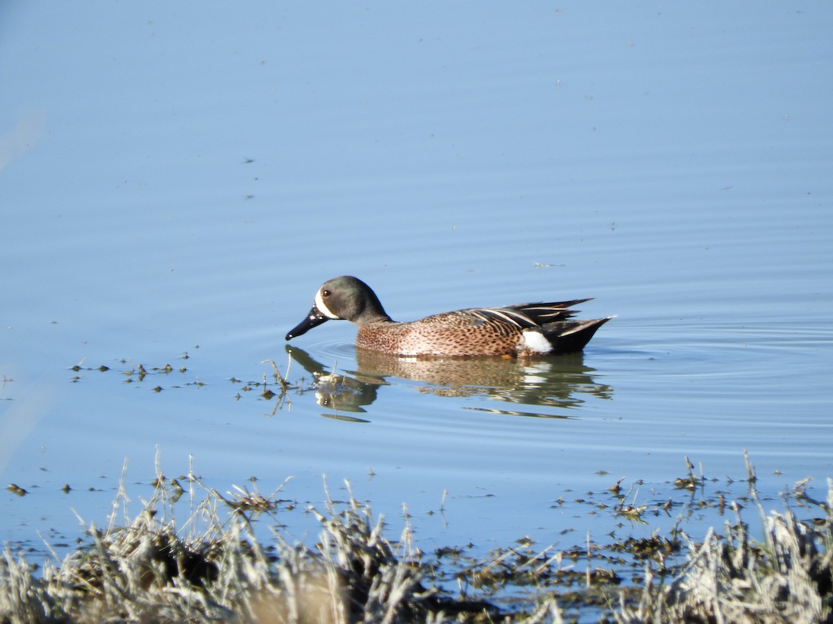 Blue-winged Teal - ML619708188
