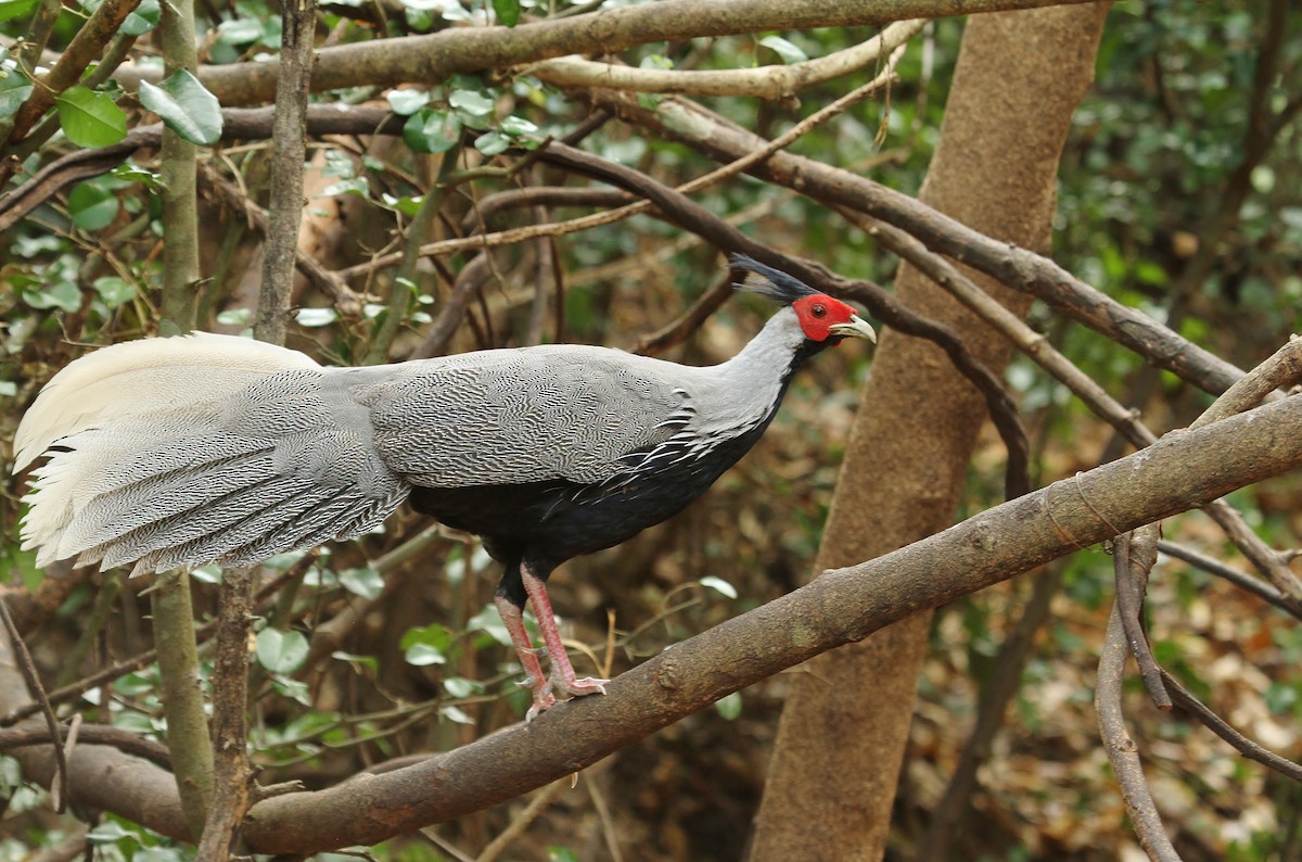 Kalij Pheasant - ML619708192