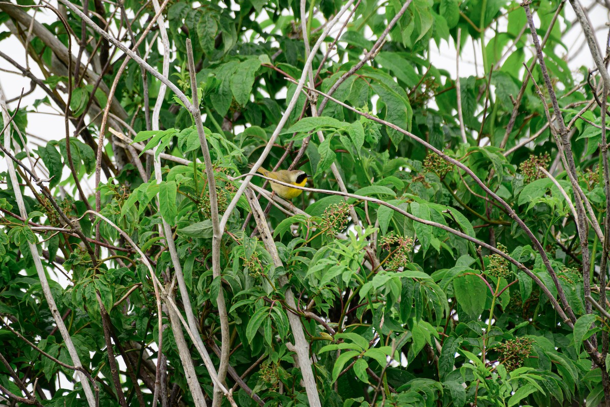 Common Yellowthroat - ML619708207