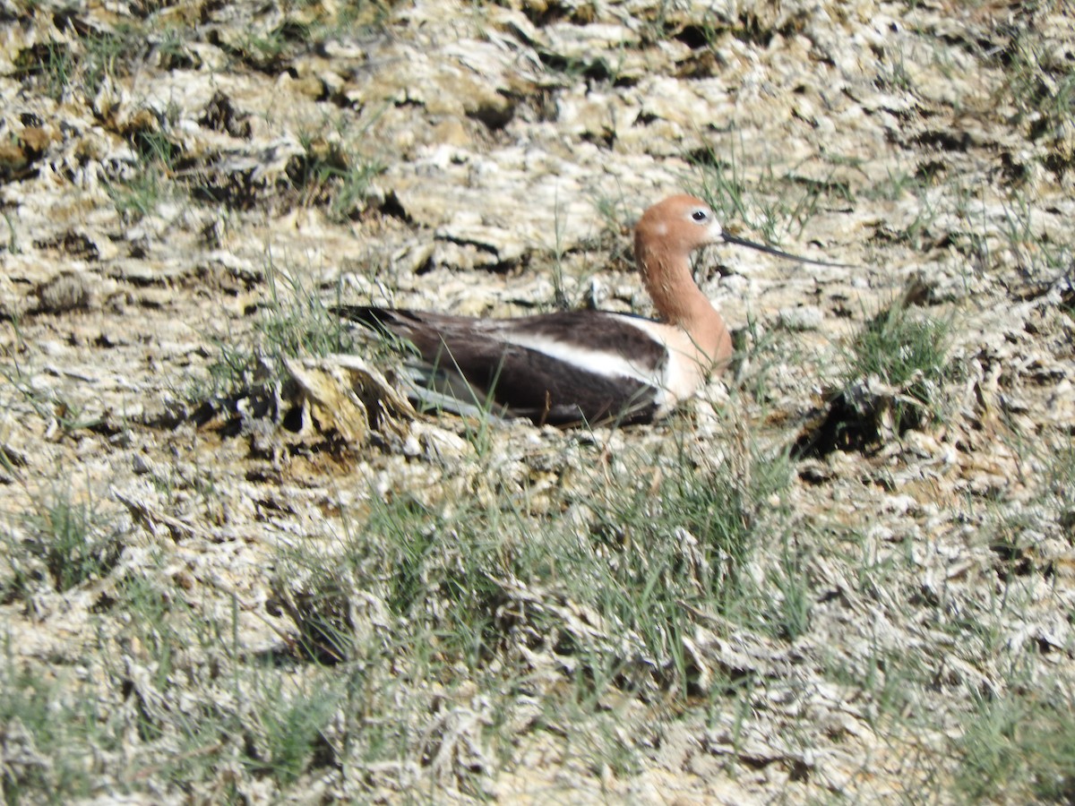 American Avocet - ML619708215