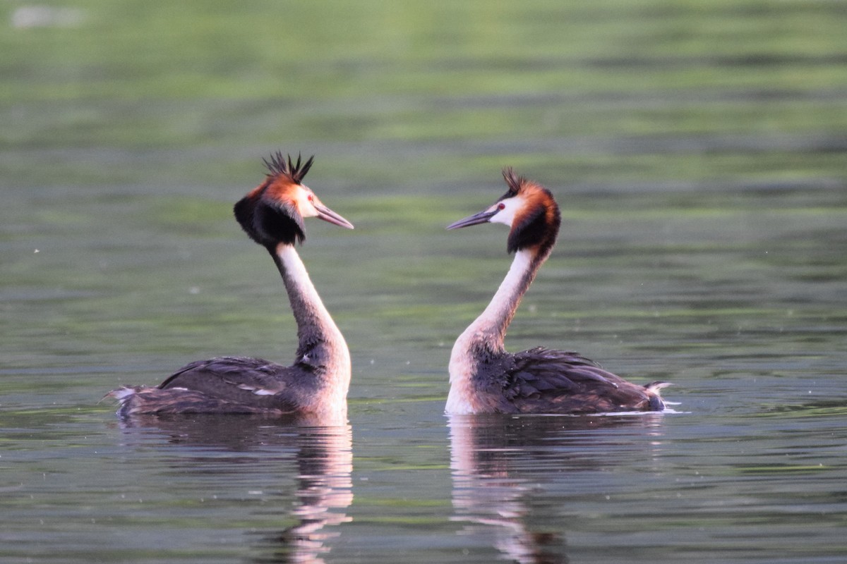 Great Crested Grebe - ML619708237