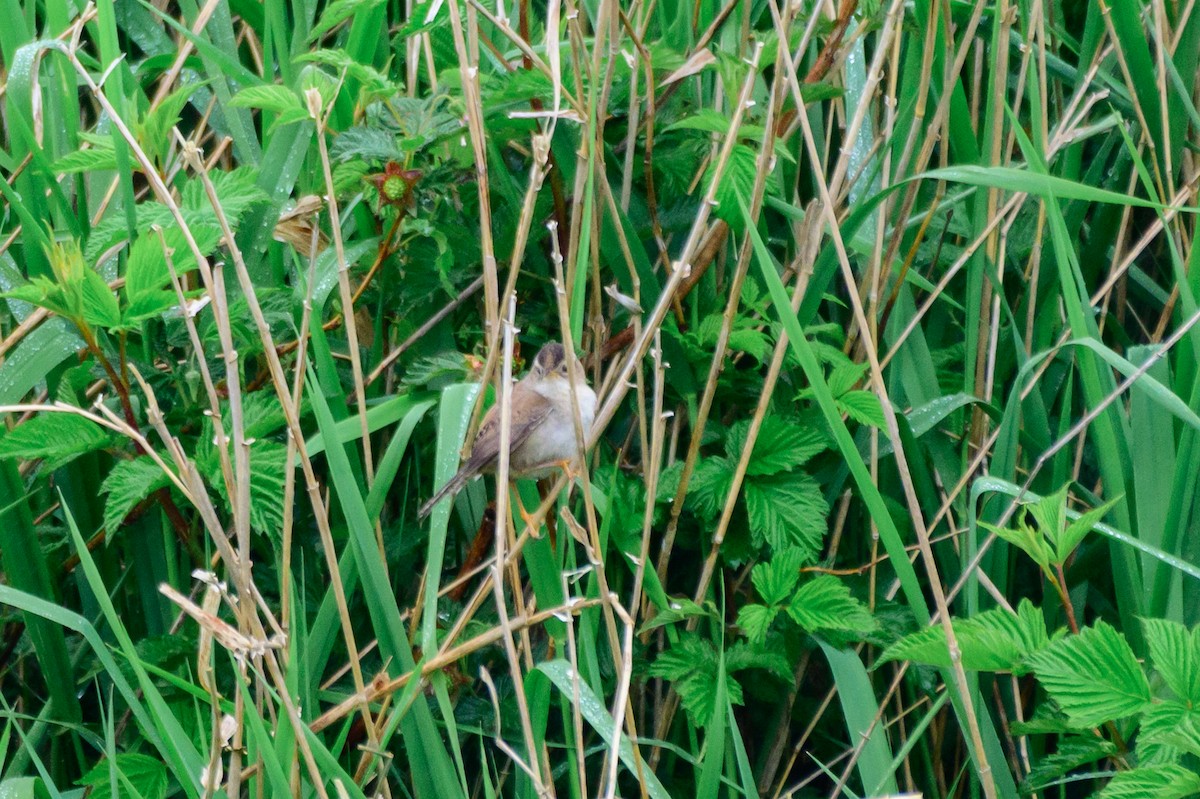 Marsh Wren - ML619708247