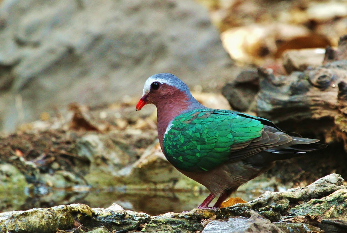 Asian Emerald Dove - ML619708256